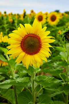 Sunflower with beautiful yellow petals and orange seed center growing in sunflower field in MN