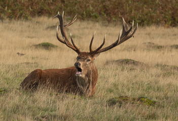 Adult red deer sitting on the grass and roaring during rutting season at Richmond Park, London, United Kingdom