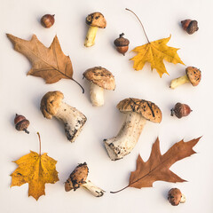 Fresh porcini mushrooms and fallen oak leaves. Autumn background