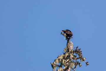 Turkey Vulture in a Dead Tree