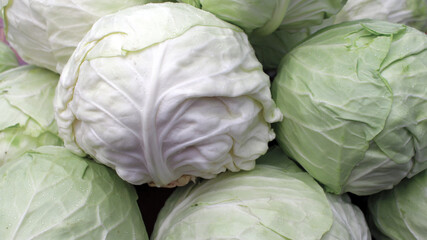 Obraz premium Group of green cabbages. Cabbage background, Fresh cabbage from farm field, healthy food. 