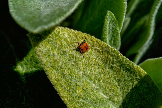 Brązowy robak na mechowatym liściu w ogrodzie