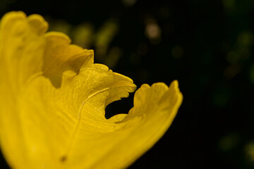 Żółty liść