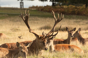 Adult red deer resting on the grass with his herd during rutting season at Richmond Park, London, United Kingdom