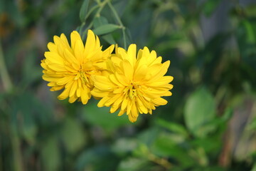 yellow dandelion flower, plant, green, summer, garden, macro, flowers, grass, petal, blossom