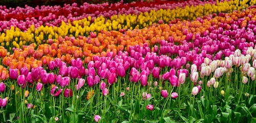 fields of tulips, holland tulip festival, rows of tulips, pink, yellow, orange
