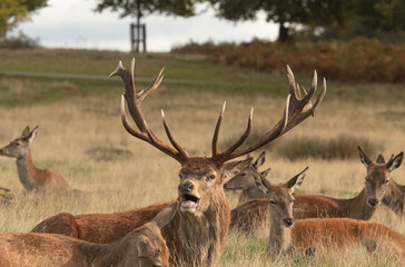 Adult red deer resting on the grass with his herd and roaring during rutting season at Richmond Park, London, United Kingdom