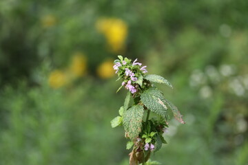 Wild flower, nature, plant, green, blossom, beauty, flora, summer, grass, natural, beautiful, macro