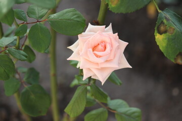 Cream Rose Isolated, flower, garden, nature, green, love, beauty, beautiful, plant, flora, petal, blossom