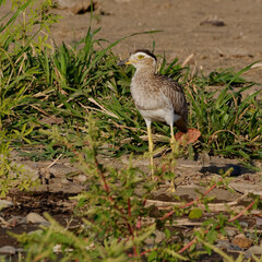 Double-striped Thick-knee (Burhinus bistriatus) at Tarcoles River, Costa Rica