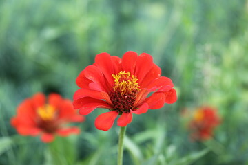 Red flower Isolated, nature, garden, plant, green, summer, bloom, flora, beauty, blossom, petals