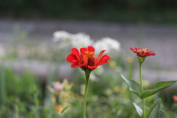 red flower isolated, plant, summer, garden, beauty, bloom, blossom, flora, beautiful, petal, meadow, floral, macro