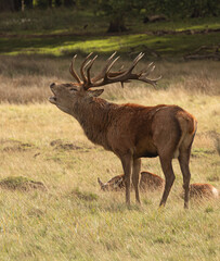 Adult red deer roaring during rutting season at Richmond Park, London, United Kingdom. Rutting season lasts for around 2 months during autumn