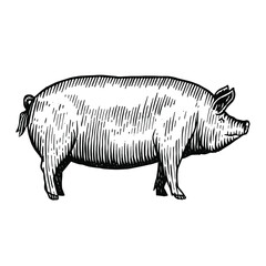 Illustration of a pig in a vintage woodcut style