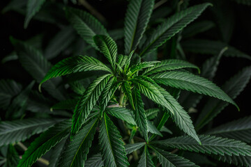 Mature marijuana plant with bud and leaves. Marijuana plant texture on an indoor cannabis farm.The concept of Indoor grow marijuana. marijuana for recreational purposes.