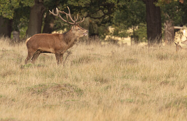 Adult red deer standing up and walking around his herd during rutting season at Richmond Park, London, United Kingdom. Rutting season last for 2 months during autumn