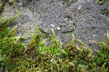 grey rock and green moss frame around copy space 