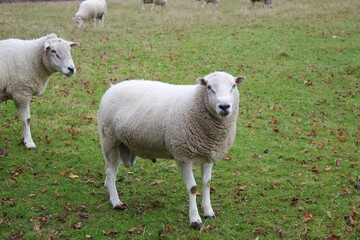 sheep in grass farm field with copy space 