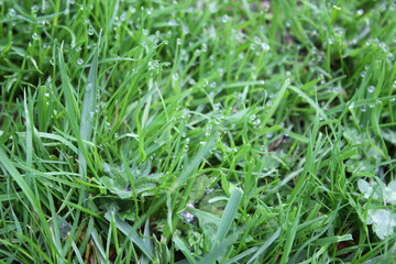 green grass background on meadow with drops of water dew in spring summer outdoors close-up macro. Beautiful artistic image of purity and freshness of nature, copy space.