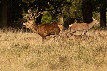 Naklejka na ściany i meble Adult red deer standing up and walking around his herd during rutting season at Richmond Park, London, United Kingdom. Rutting season last for 2 months during autumn