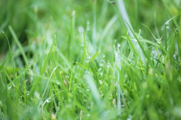 green grass background on meadow with drops of water dew in spring summer outdoors close-up macro. Beautiful artistic image of purity and freshness of nature, copy space.