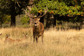 Naklejka na ściany i meble Adult red deer roaring during rutting season at Richmond Park, London, United Kingdom. Rutting season lasts for around 2 months during autumn