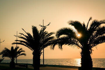 Palm trees in the sunset. Batumi. Georgia