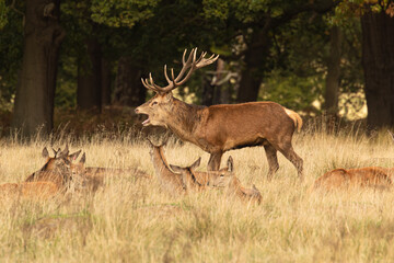 Adult red deer roaring during rutting season at Richmond Park, London, United Kingdom. Rutting season lasts for around 2 months during autumn