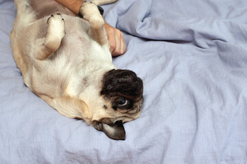 Small cute pug dog sleeping at home on the bed. good morning with the pet