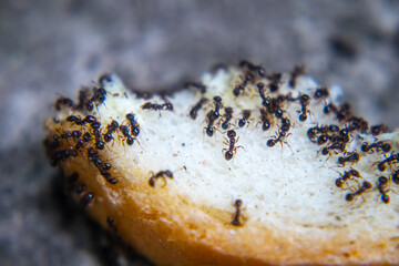 closeup ants eating fresh baked bread