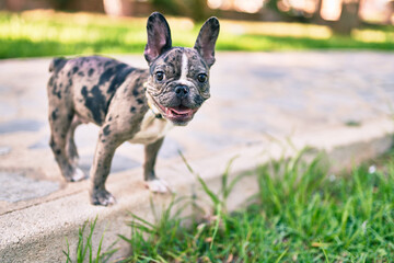 Beautiful puppy spotted french bulldog happy at the park outdoors