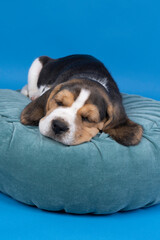 Portrait of a beagle dog pup lying on a blue cushion sleeping against blue background