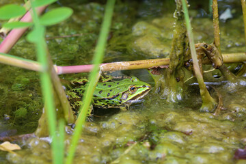 Nahaufnahme eines grünen Teichfrosch.