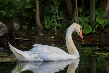 Die Eleganz eines Schwans in seinem Gew&auml;sser.