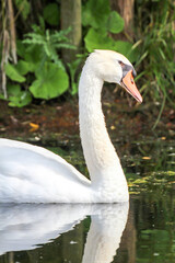 Die Eleganz eines Schwans in seinem Gew&auml;sser.