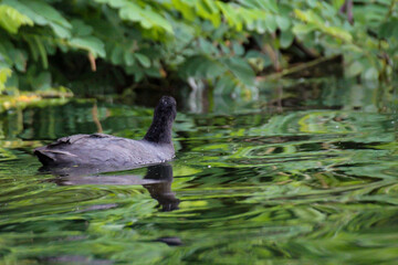 Ein Blässhuh, Teichhuhn in einem Teich.