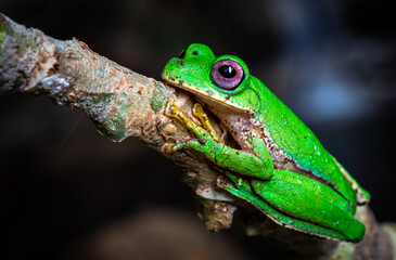 Rana arborícola de arroyo de montaña (Duellmanohyla chamulae)