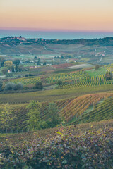 Fototapeta na wymiar vineyards sunset, italian grapes hills, italy