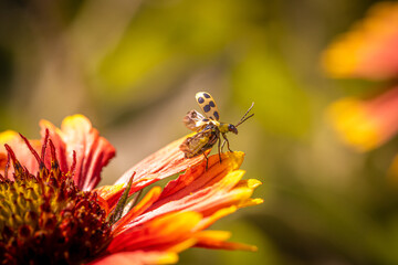 Spotted Cucumber Beetle on Blanketflower Blossom in the Garden