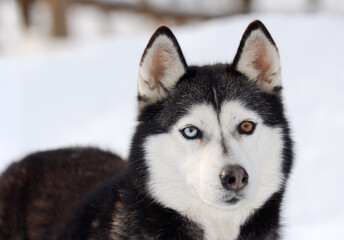 Blue and brown eyed siberian husky standing in snow © Reimar
