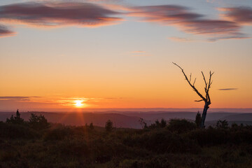 Sonnenaufgang und toter Baum