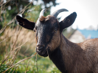 Cute young goat in the pasture