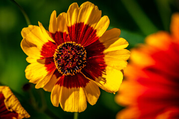 Red and Yellow Tickseed Flower or Plains Corepsis in the Garden