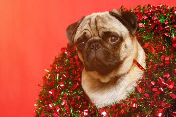 christmas dog with christmas wreath on christmas holidays