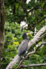 Ein Cormoran auf einem Baum schaut auf einem Teich herrab.