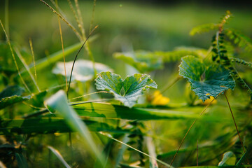 pumpkin plants in the afternoon in a farm field. suitable for agriculture