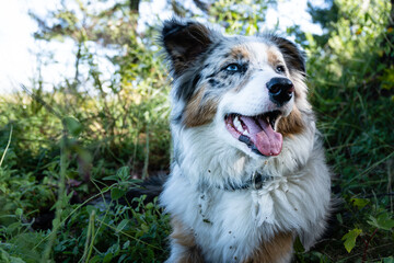 Happy and young merle australian shepherd dog close up in a forest