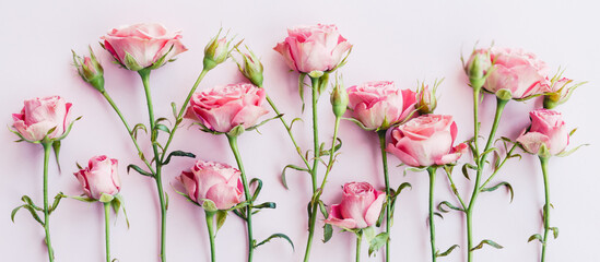 Flatlay of pink rose flowers on pink background. Wide banner