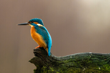Common kingfisher on a mossy branche.