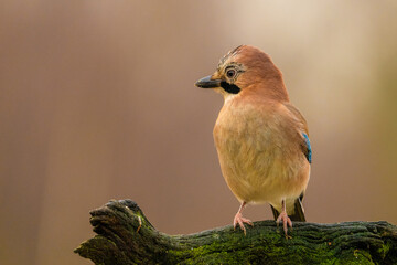 Jay on a mossy branch
